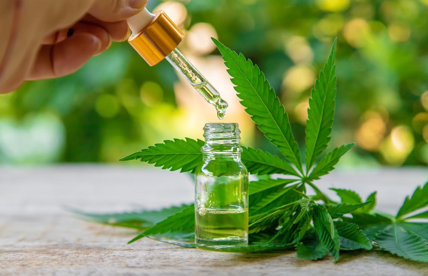Ulei CBD (persoana care tine o pipeta in mana, sticluta cu ulei CBD, frunze de cannabis)