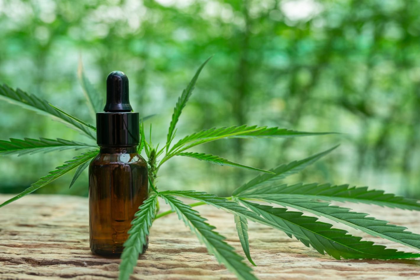 Ulei de canabis (sticluta cu ulei CBD, frunza de cannabis, plantatie de cannabis non-psihoactiv)