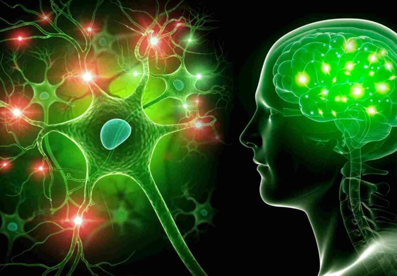 Sistemul endocannabinoid ce este, cum funcționează și de ce contează pentru sănătatea ta