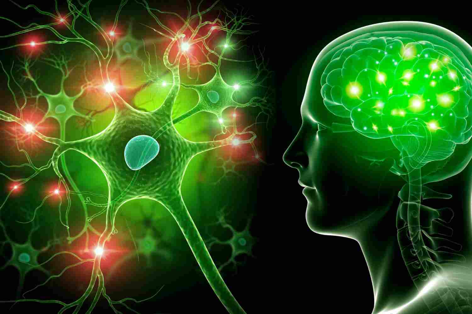 Sistemul endocannabinoid ce este, cum funcționează și de ce contează pentru sănătatea ta